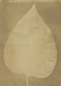 不明なメーカー、イギリス、1843年頃のアクティブなインド-（A Single Leaf） 作： Unbekannt Unbekannt